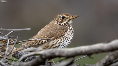 Öter Ardıç - Turdus philomelos kuş fotoğrafı