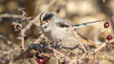 Uzunkuyruklu Baştankara - Aegithalos caudatus kuş fotoğrafı