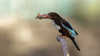 İzmir Yalıçapkını