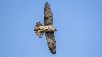 Gök Doğan - Falco peregrinus kuş fotoğrafı