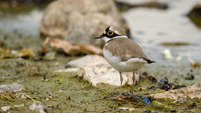 Halkalı Küçük Cılıbıt - Charadrius dubius kuş fotoğrafı