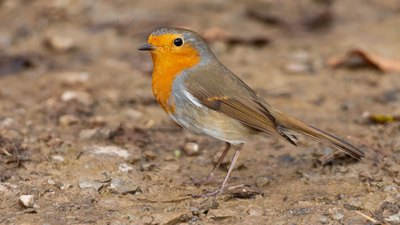 Kızılgerdan (Erithacus rubecula) - Kırklareli / Merkez kuş fotoğrafı