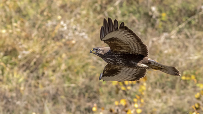 Şahin (Buteo buteo) - Tokat / Erbaa kuş fotoğrafı