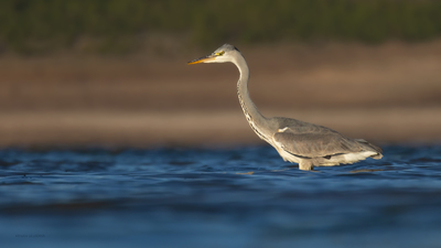 Gri Balıkçıl