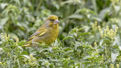 Florya - Chloris chloris kuş fotoğrafı