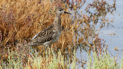 Dövüşkenkuş - Calidris pugnax kuş fotoğrafı