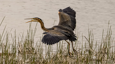 Erguvani Balıkçıl - Ardea purpurea kuş fotoğrafı