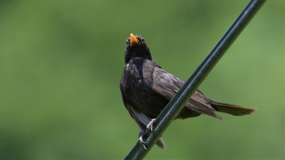 Karatavuk