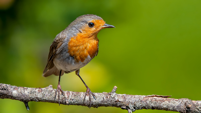 Kızılgerdan (Erithacus rubecula) - Denizli / Merkezefendi kuş fotoğrafı