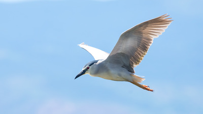 Gece balıkçılı (Nycticorax nycticorax) - Ankara / Nallıhan kuş fotoğrafı